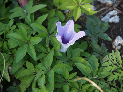 [This bloom looks like a partially open umbrella minus the stick in the center. The edges are scalloped so it appears there are five petals, but they are joined so high that there really isn't much of a petal. The color  is such a light purple it is nearly white. The center portion is a darker purple mainly because it is shaded from the sun.]